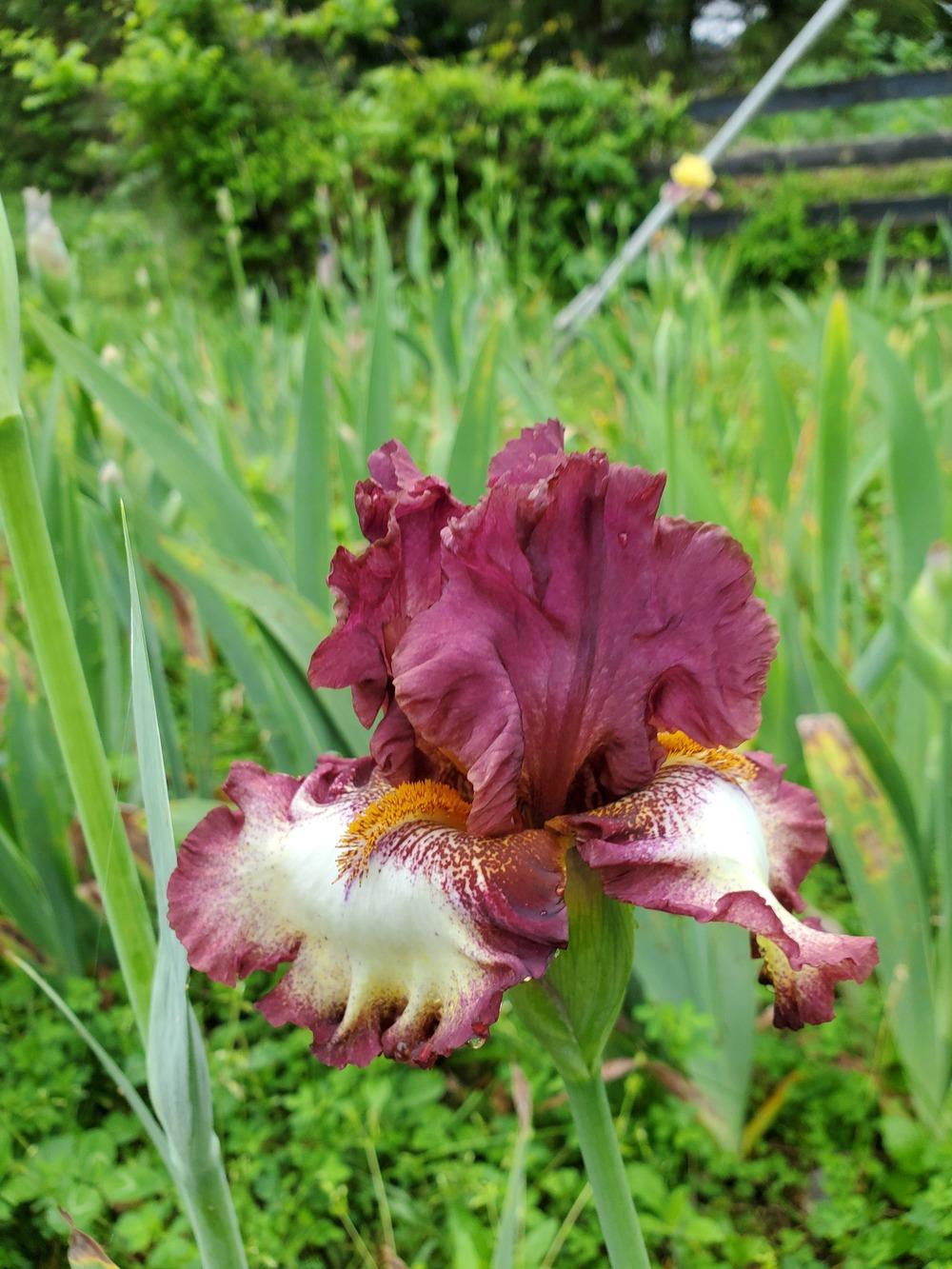 Photo of Tall Bearded Iris (Iris 'Class Ring') uploaded by KyDeltaD