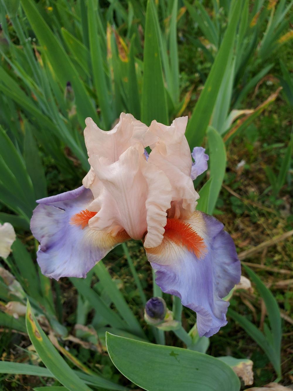 Photo of Tall Bearded Iris (Iris 'French Cancan') uploaded by KyDeltaD