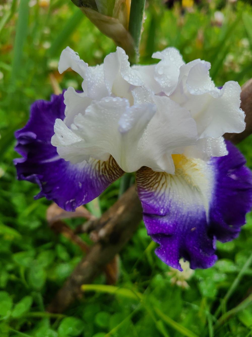 Photo of Tall Bearded Iris (Iris 'Alsea Falls') uploaded by KyDeltaD