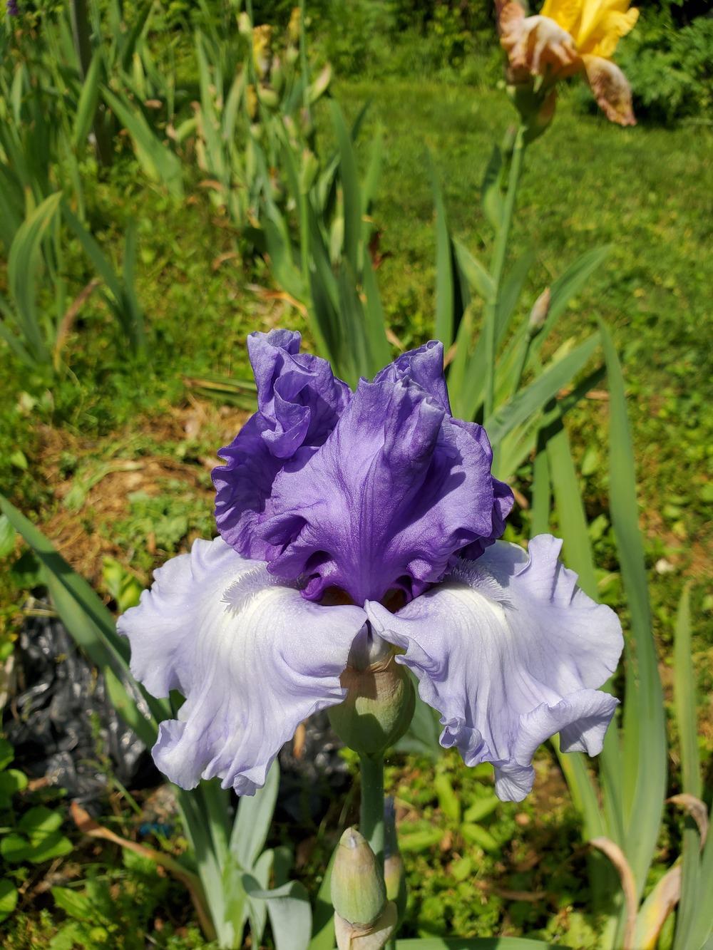 Photo of Tall Bearded Iris (Iris 'Crowned Heads') uploaded by KyDeltaD