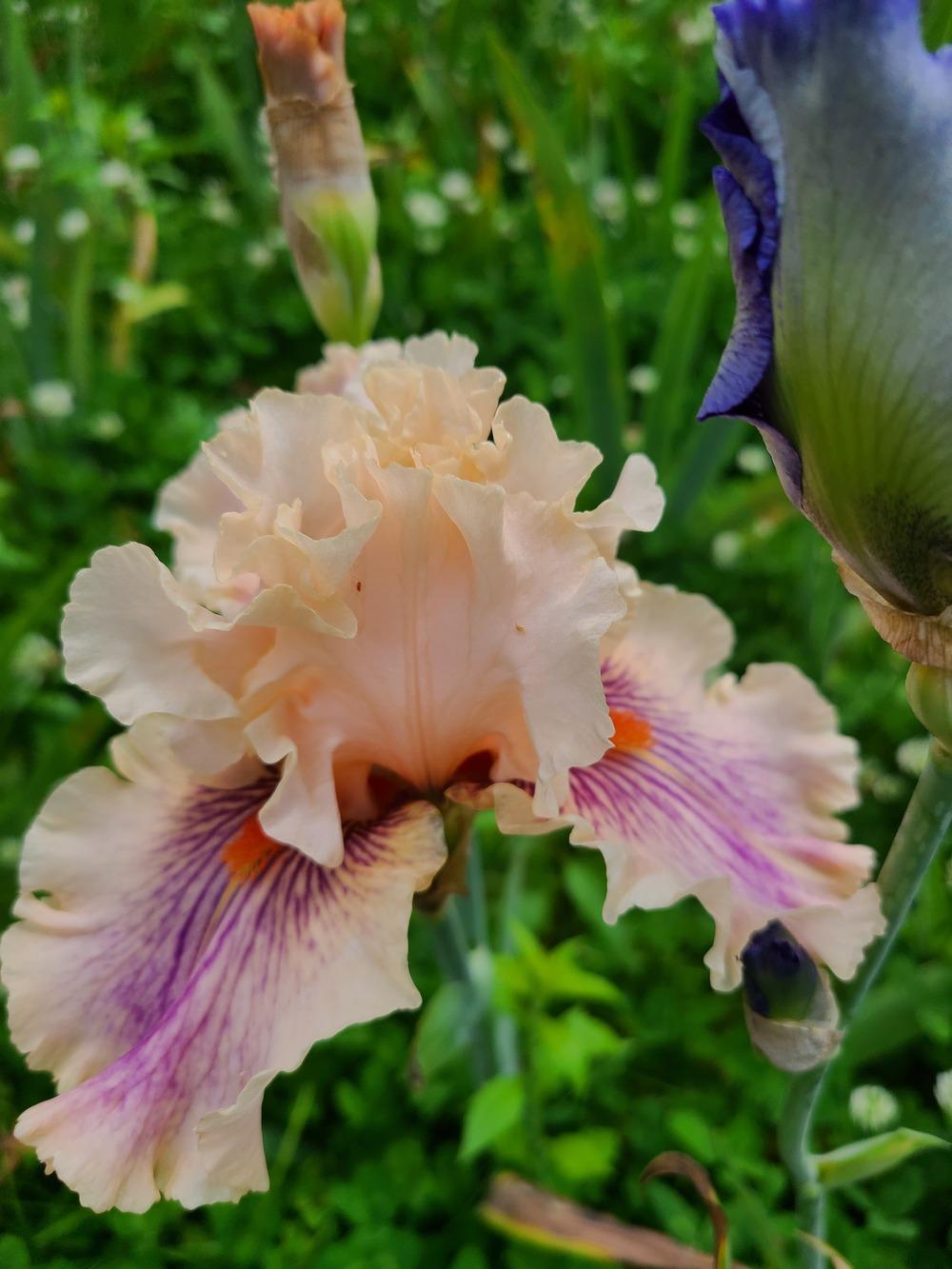 Photo of Tall Bearded Iris (Iris 'Center Line') uploaded by KyDeltaD