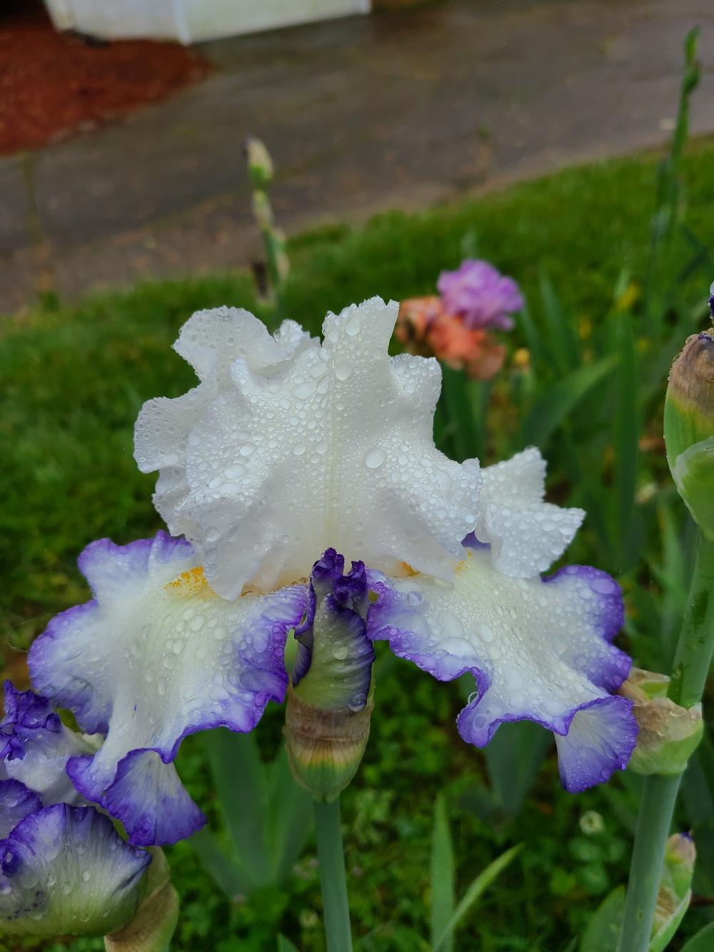 Photo of Tall Bearded Iris (Iris 'Queen's Circle') uploaded by KyDeltaD