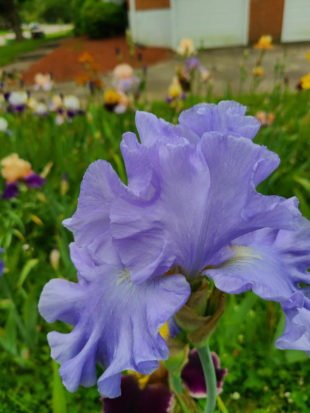 Photo of Tall Bearded Iris (Iris 'Nestucca Rapids') uploaded by KyDeltaD