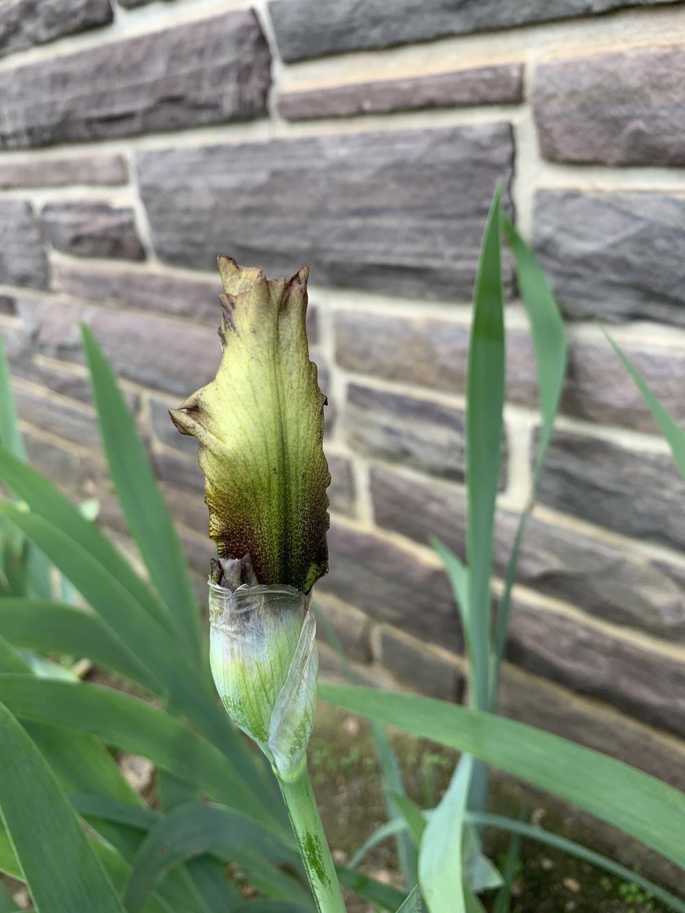Photo of Tall Bearded Iris (Iris 'Sterling Prince') uploaded by Misawa77