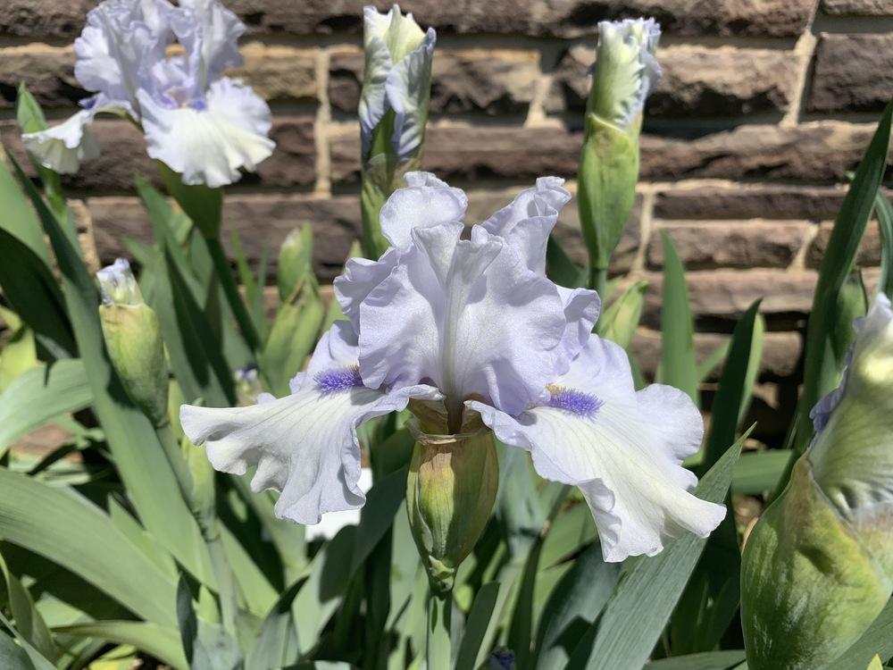 Photo of Border Bearded Iris (Iris 'Frosty Spirit') uploaded by Misawa77