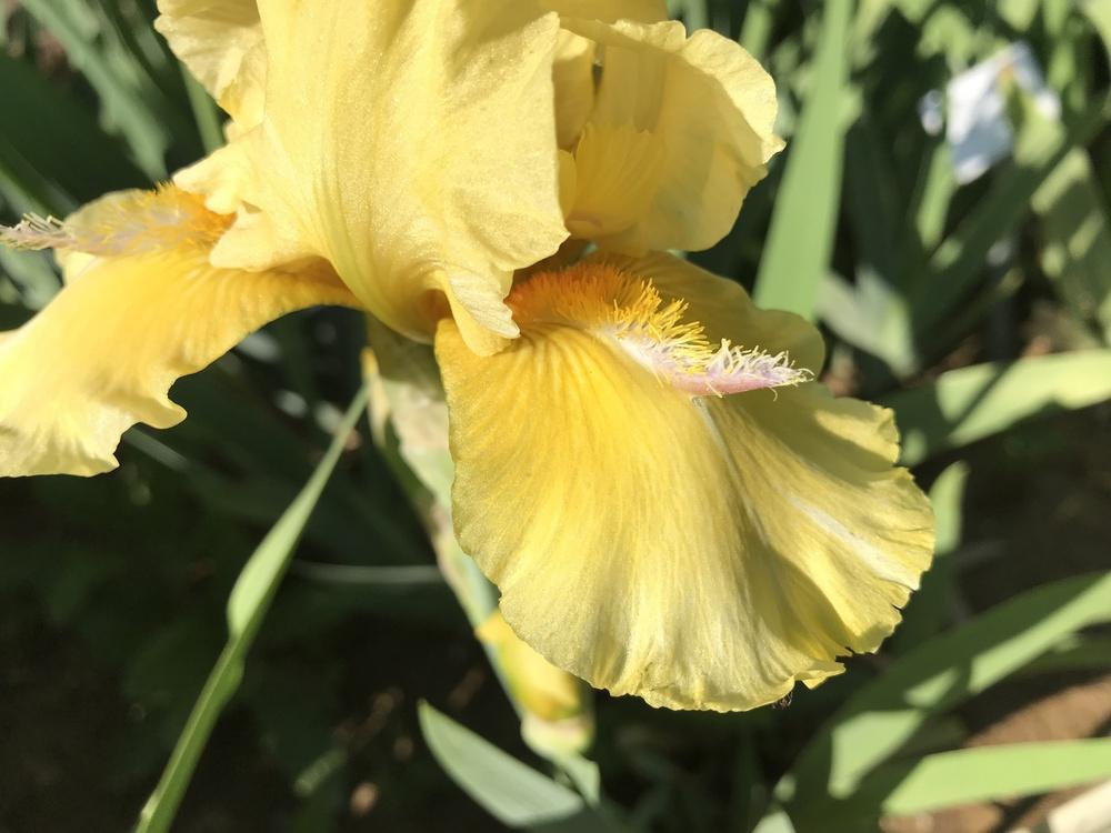 Photo of Intermediate Bearded Iris (Iris 'Visual Pleasure') uploaded by Misawa77
