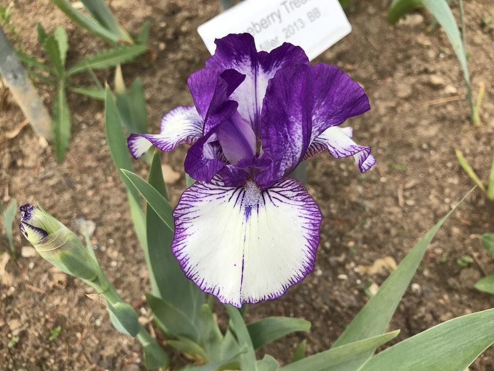 Photo of Intermediate Bearded Iris (Iris 'Rare Edition') uploaded by Misawa77