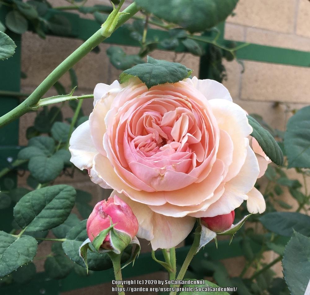 Photo of English Shrub Rose (Rosa 'A Shropshire Lad') uploaded by SoCalGardenNut