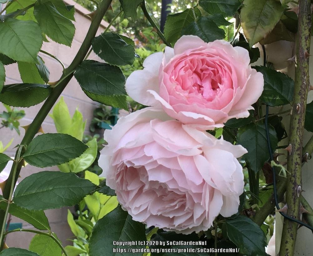Photo of Rose (Rosa 'The Wedgwood Rose') uploaded by SoCalGardenNut
