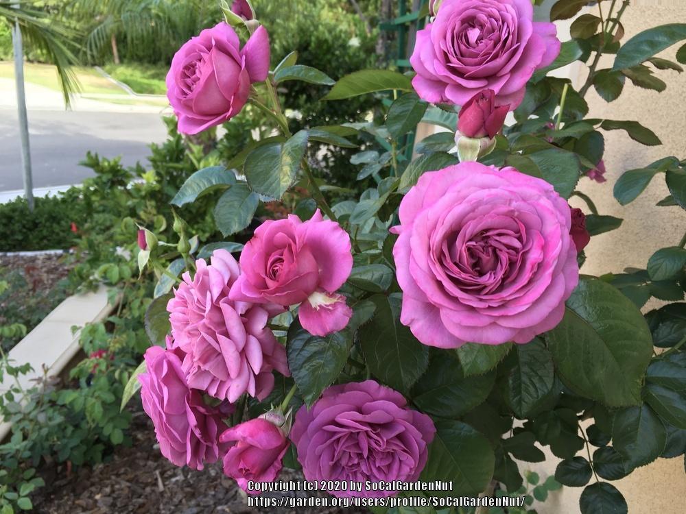 Photo of Rose (Rosa 'Plum Perfect') uploaded by SoCalGardenNut