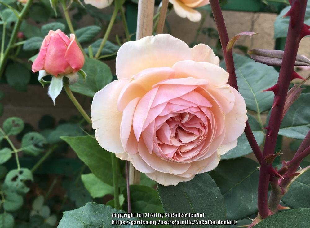 Photo of English Shrub Rose (Rosa 'A Shropshire Lad') uploaded by SoCalGardenNut