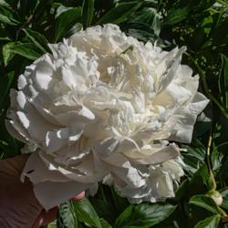 Location: Peony Garden at Nichols Arboretum, Ann Arbor, Michigan
Date: 2018-06-11
A typical bloom - large, dense, and pure white
