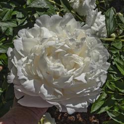 Location: Peony Garden at Nichols Arboretum, Ann Arbor, Michigan
Date: 2019-06-21
The largest of the blooms need support, especially after a rain, 