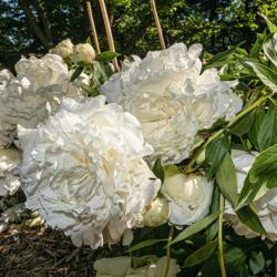 Location: Peony Garden at Nichols Arboretum, Ann Arbor, Michigan
Date: 2019-06-23
You might have to bend low to appreciate the full beauty of this 