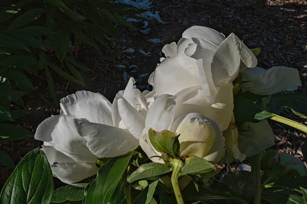 Photo of Peony (Paeonia lactiflora 'Ann Cousins') uploaded by arctangent
