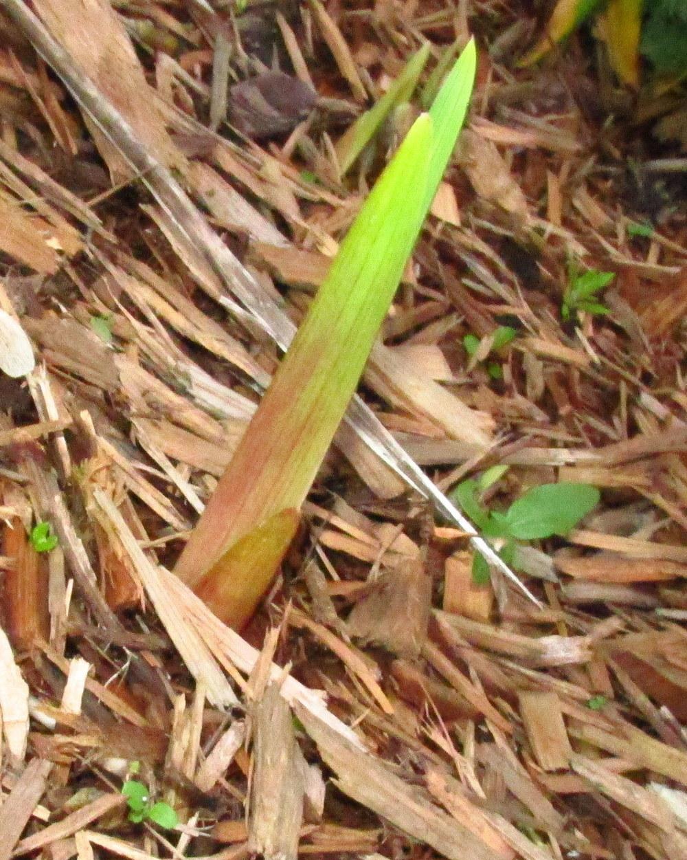 Photo of Gladiola (Gladiolus 'Zizanie') uploaded by jmorth