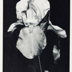 
Date: c. 1952
photo from the 1952 catalog, Longfield Iris farms, Bluffton, Indi