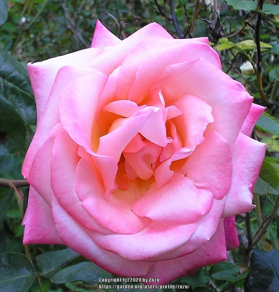 Photo of Rose (Rosa 'Joyfulness') uploaded by zuzu
