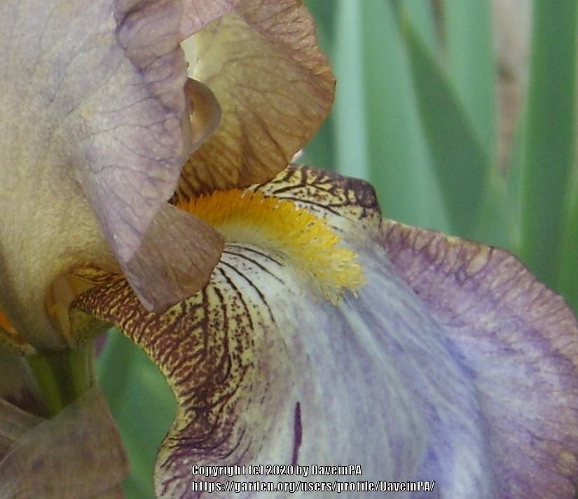 Photo of Tall Bearded Iris (Iris 'Mystic Shrine') uploaded by DaveinPA