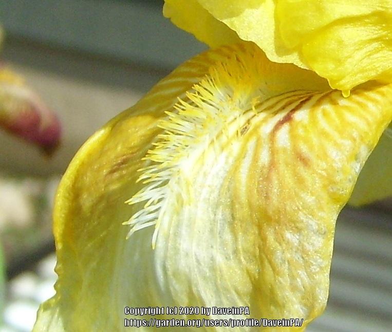 Photo of Tall Bearded Iris (Iris 'Lindora') uploaded by DaveinPA
