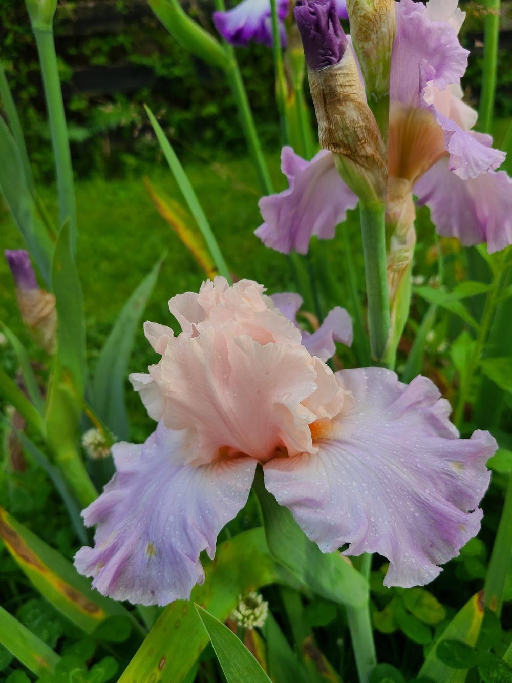 Photo of Tall Bearded Iris (Iris 'Venita Faye') uploaded by KyDeltaD