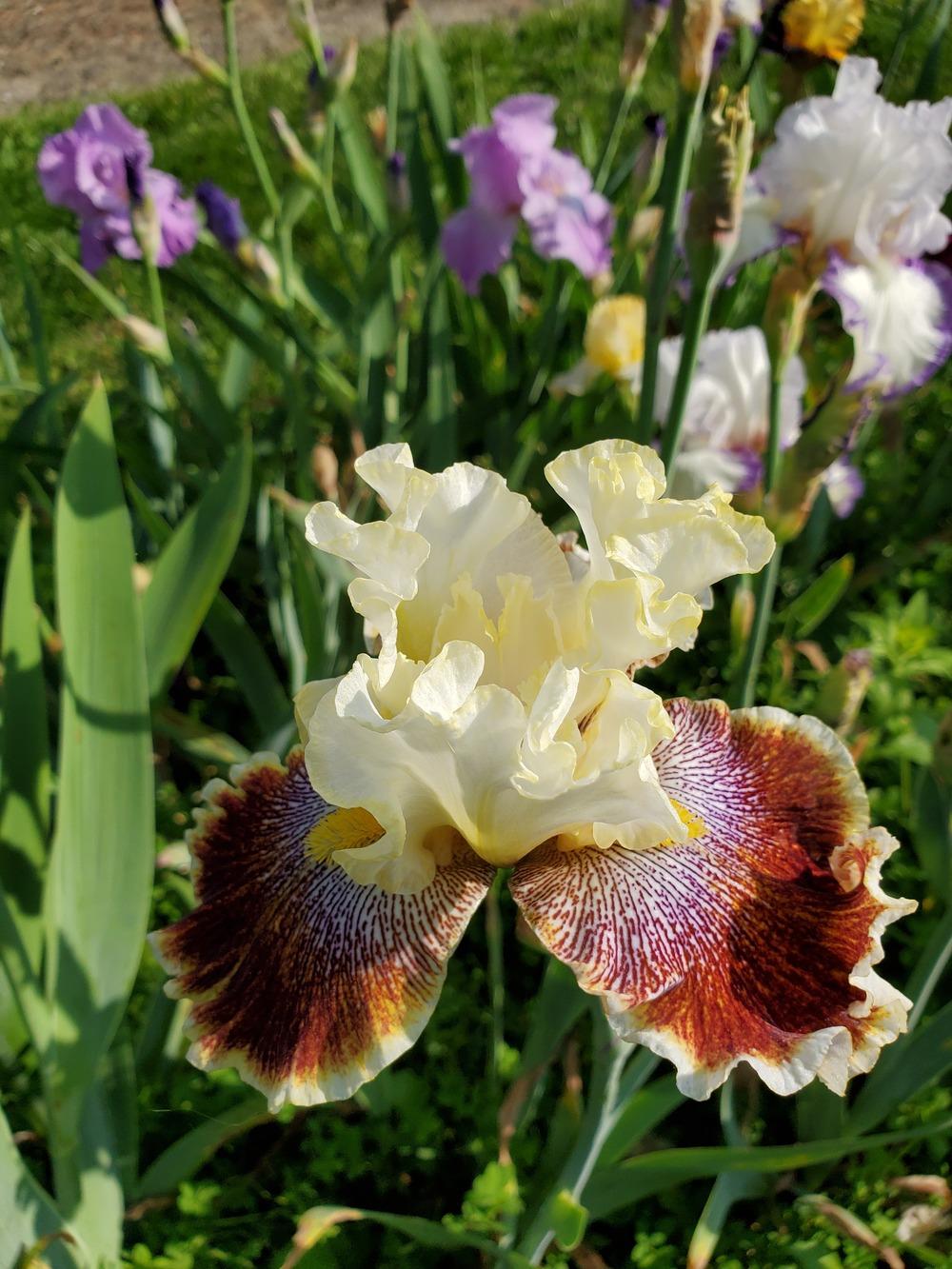 Photo of Tall Bearded Iris (Iris 'Wonders Never Cease') uploaded by KyDeltaD