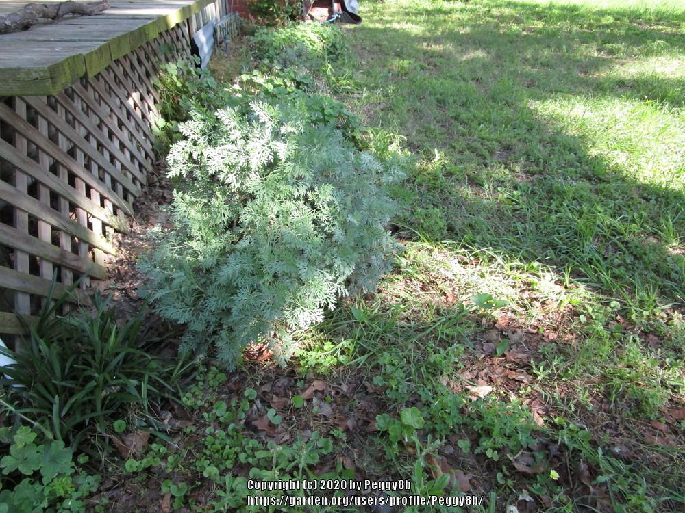 Photo of Wormwood (Artemisia 'Powis Castle') uploaded by Peggy8b