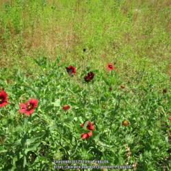 Location: Gause, Texas
Date: 2020-05-06
Wild form of red blanket flower (never has yellow on petals as ot