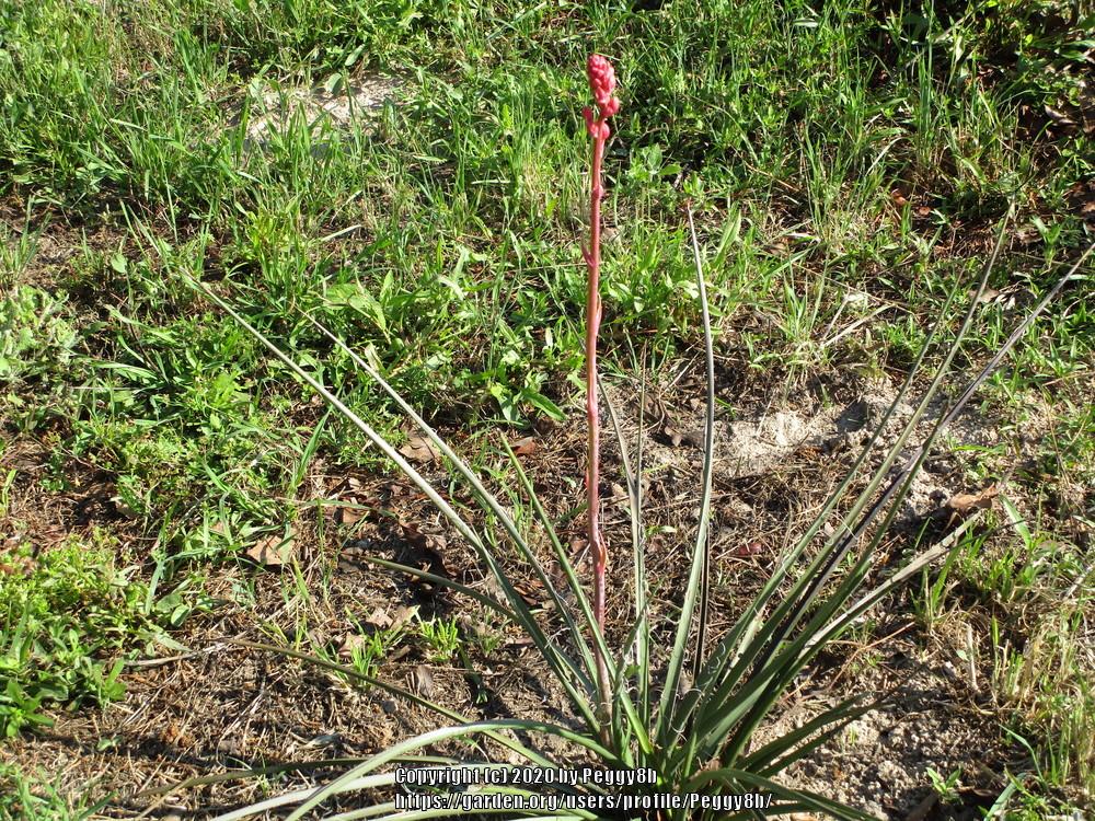 Photo of Red Yucca (Hesperaloe parviflora) uploaded by Peggy8b