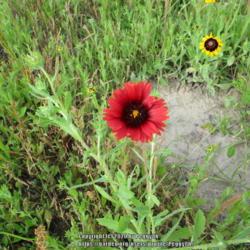 Location: Gause, Texas
Date: 2020-05-04
Wild form of Red Blanket Flower (amongst Blackeyed Susans) in Cen