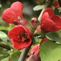 Location: Oregon 
Date: 2019
JAPANESE QUINCE