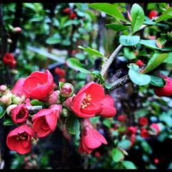 Location: Oregon 
Date: 2019-04-04
JAPANESE QUINCE