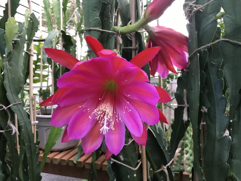 Photo of Orchid Cactus (Epiphyllum 'Pegasus') uploaded by ThienLe