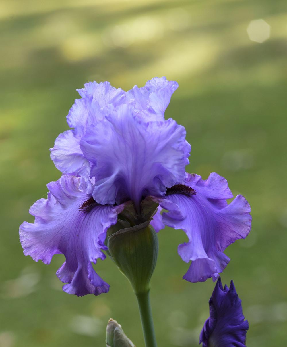 Photo of Tall Bearded Iris (Iris 'Chocolates and Silk') uploaded by cliftoncat