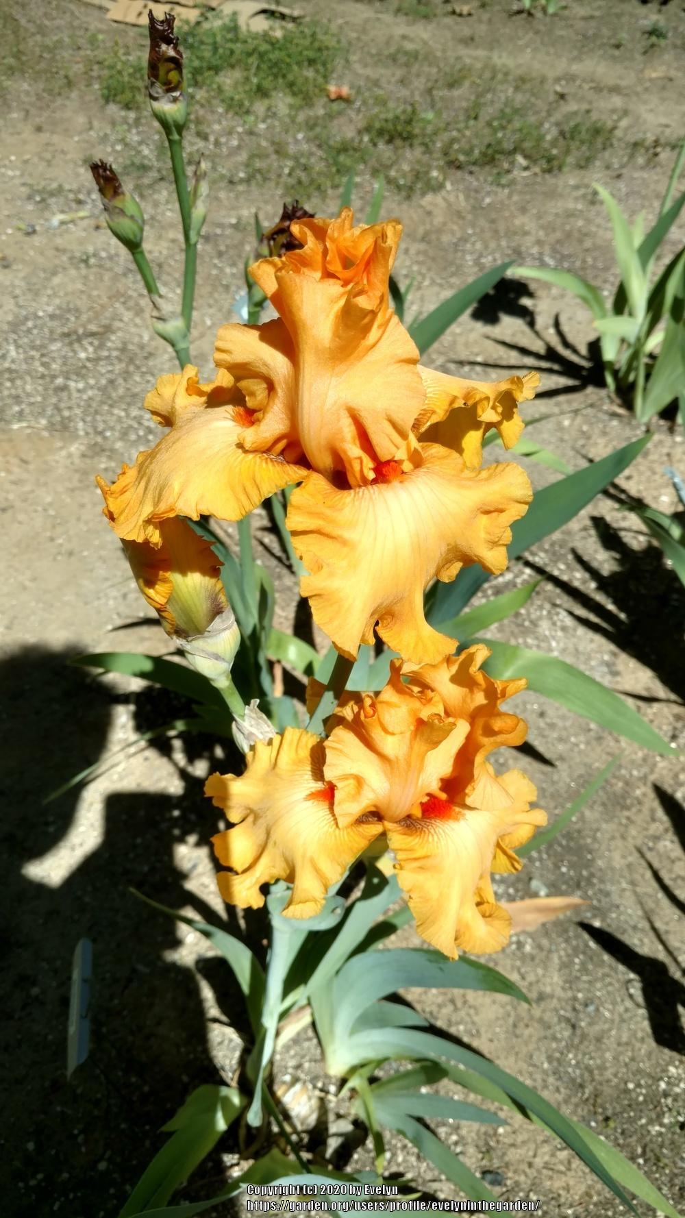 Photo of Tall Bearded Iris (Iris 'Brilliance') uploaded by evelyninthegarden