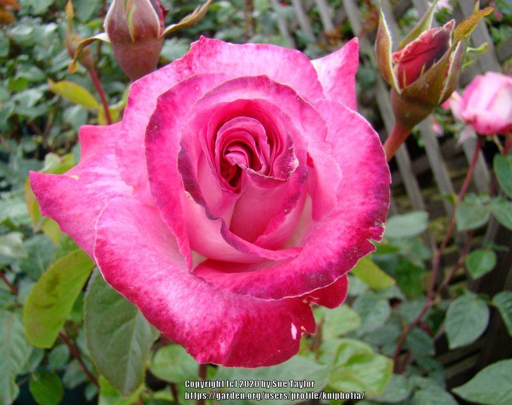 Photo of Rose (Rosa 'Rose Gaujard') uploaded by kniphofia