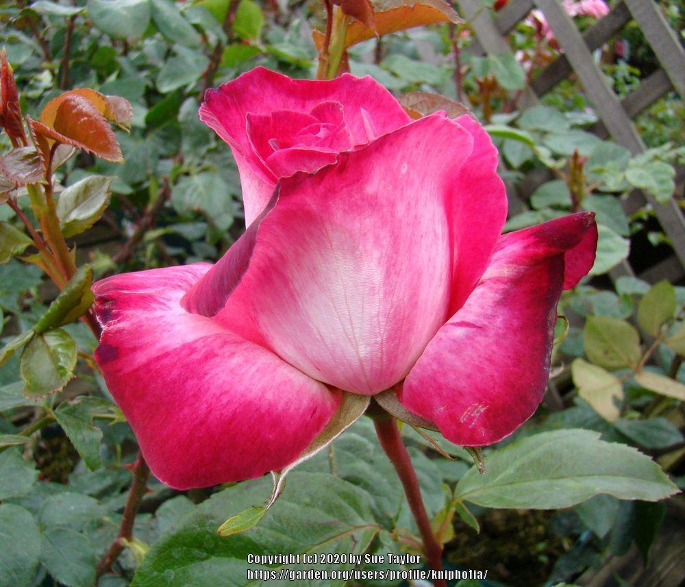 Photo of Rose (Rosa 'Rose Gaujard') uploaded by kniphofia