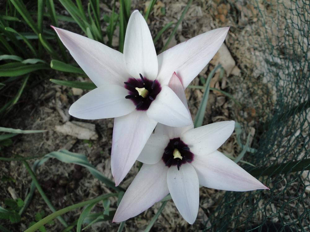 Photo of Lady Tulip (Tulipa clusiana) uploaded by lauriemorningglory