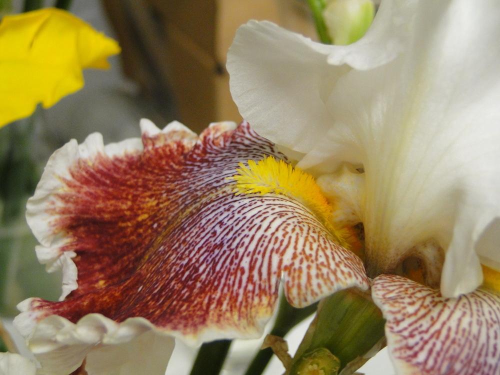 Photo of Tall Bearded Iris (Iris 'Wonders Never Cease') uploaded by lauriemorningglory