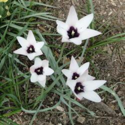 Location: southeast Nebraska 
Date: 2015-04-21
T clusiana f. clusiana is red/white w/ purple heart. Perennial in