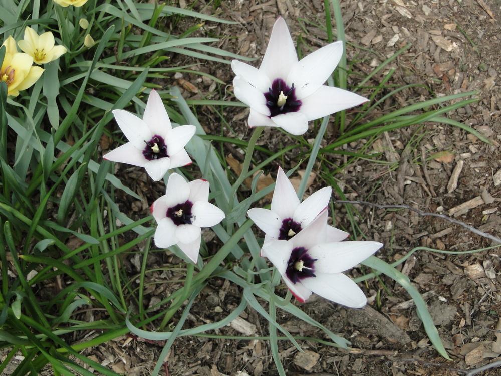 Photo of Lady Tulip (Tulipa clusiana) uploaded by lauriemorningglory
