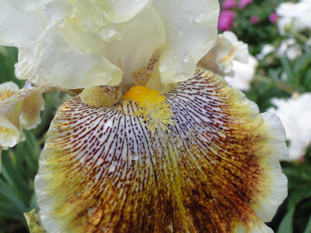 Photo of Tall Bearded Iris (Iris 'Wonders Never Cease') uploaded by lauriemorningglory