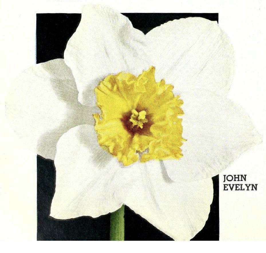 Photo of Large Cupped Daffodil (Narcissus 'John Evelyn') uploaded by scvirginia