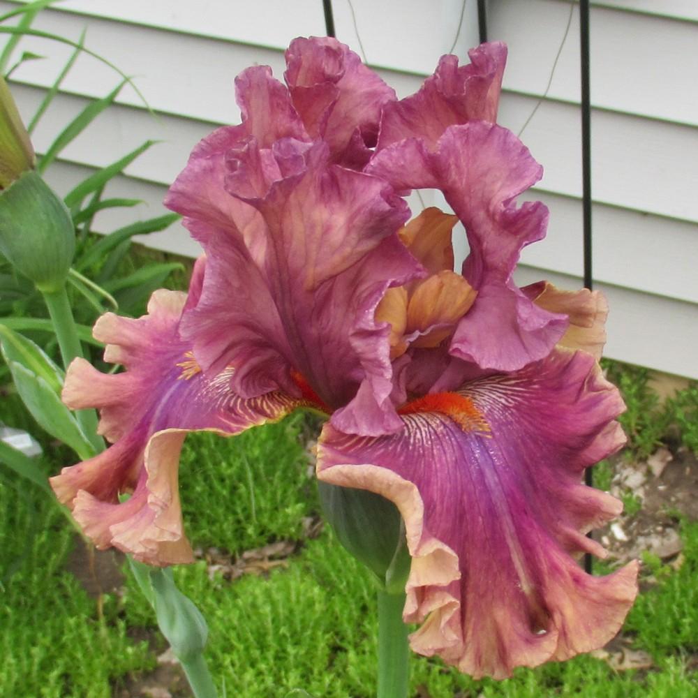 Photo of Tall Bearded Iris (Iris 'Fly Your Colors') uploaded by stilldew