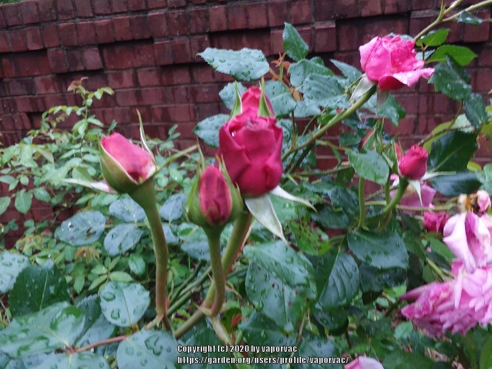Photo of Rose (Rosa 'Aloha') uploaded by vaporvac