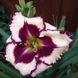 Location: Dallas, Texas
Date: 6/14/2019
Such a handsome daylily!