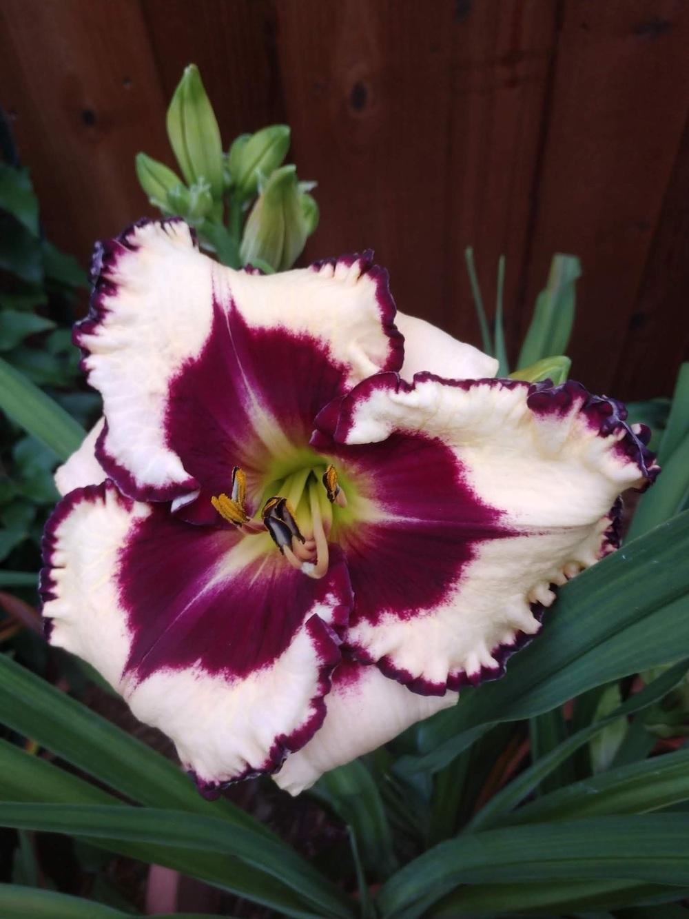 Photo of Daylily (Hemerocallis 'William Colby Jones') uploaded by Daisysdaughter