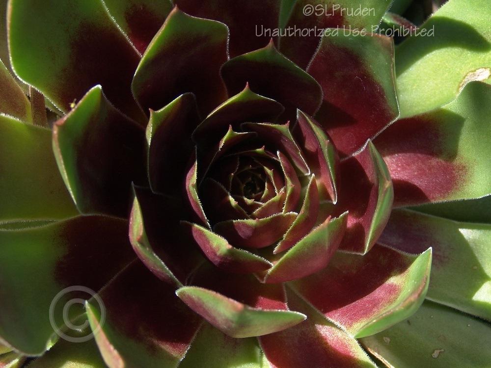 Photo of Hen and Chicks (Sempervivum 'Silver King') uploaded by DaylilySLP