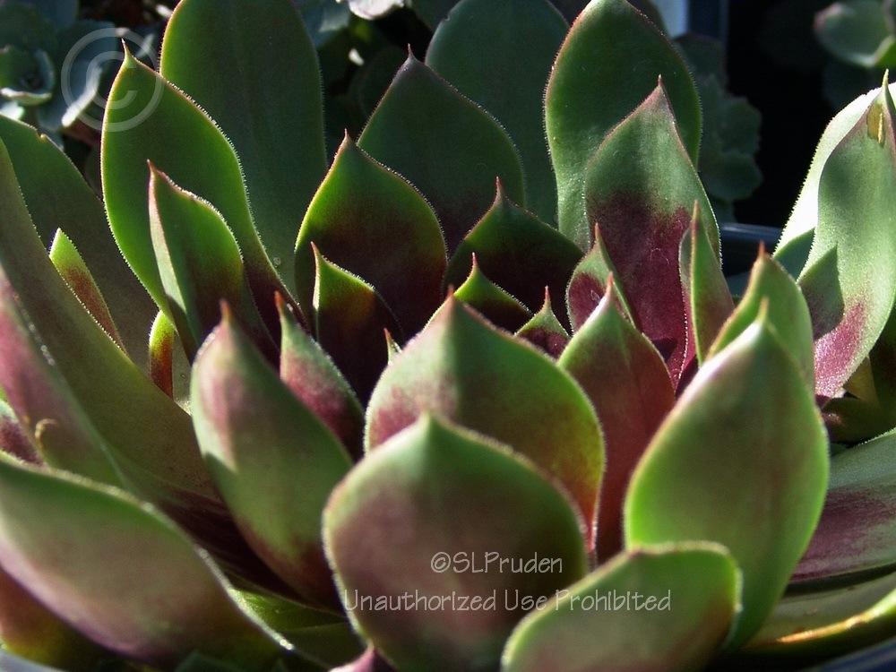 Photo of Hen and Chicks (Sempervivum 'Silver King') uploaded by DaylilySLP