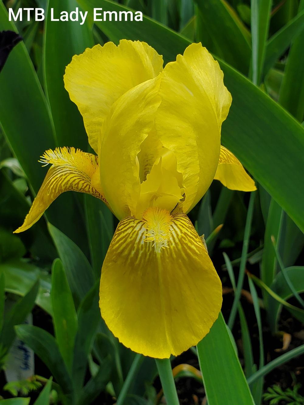 Photo of Miniature Tall Bearded Iris (Iris 'Lady Emma') uploaded by Irislady